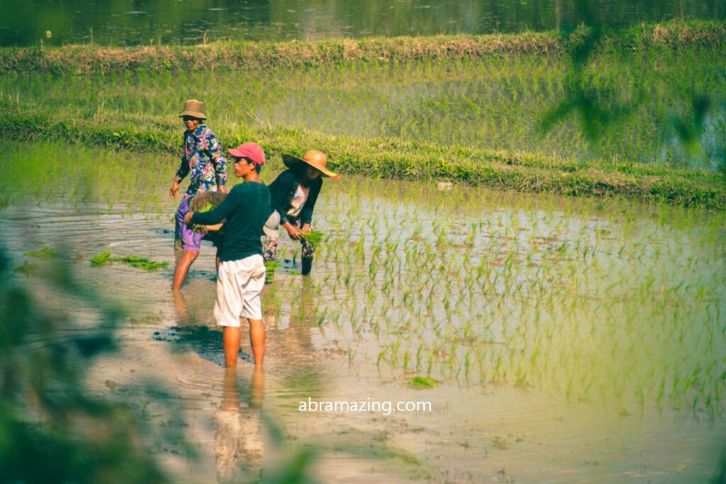 Farmers planting rice in Kiwas