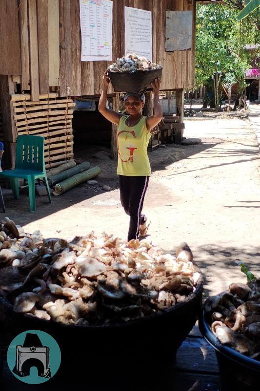 harvesting mushrooms in Cogon